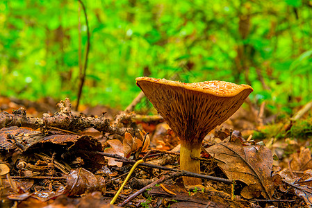 食用蘑菇秋天在森林里拍摄了近距离镜头图片