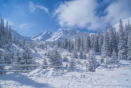 临冬山峰白色风景冷冻树木晴天森林山脉图片