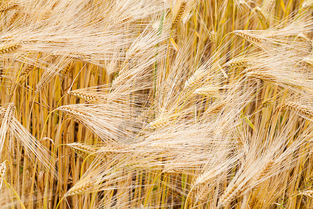 成熟谷物田地种子玉米植物农田工作面包小麦栽培农民食物图片