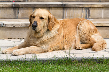 美丽的金色寻金器肖像友谊牙齿饲养员回收器喘气手表奶油猎犬宠物哺乳动物图片