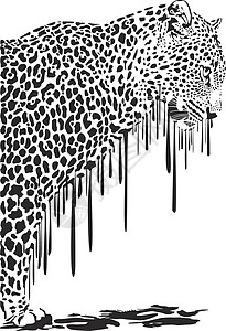 白色背景上的豹式抽象绘画( Pleopard)图片