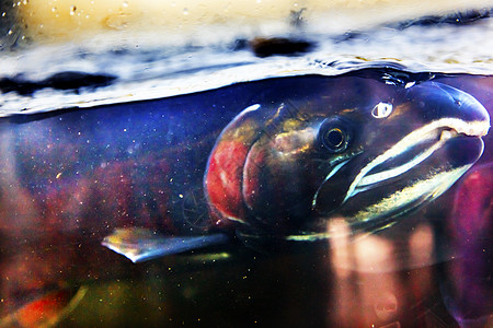 伊萨夸哈奇里Washington海洋钓鱼宏观鱼缸动物水族馆帝王虹鳟尾巴孵化场图片