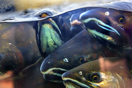 伊萨夸哈奇里Washington尾巴孵化场鱼缸帝王钓鱼水族馆宏观眼睛海洋动物图片