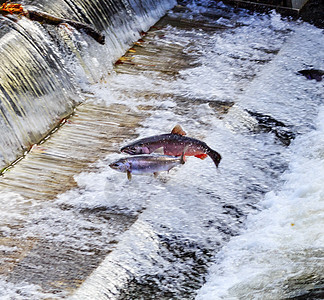 跳跃伊萨夸哈特切里州华盛顿州瀑布动物眼睛鱼缸荒野帝王尾巴宏观钓鱼水族馆图片