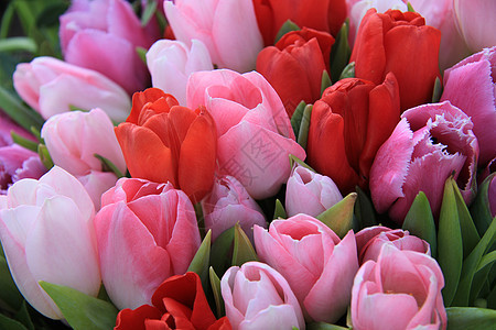 红色和粉红郁金香花朵粉色花束植物群绿色花瓣图片