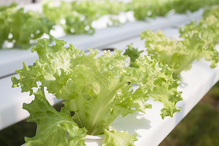 水声农场的弗里冰冰冰山植物营养橡木白色饮食花园纤维食物蔬菜冰山绿色图片