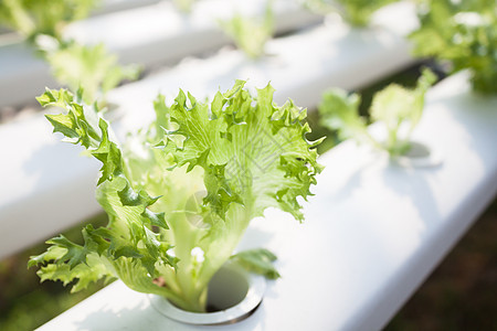 水声农场的弗里冰冰冰山植物纤维橡木营养蔬菜白色食物花园饮食绿色沙拉图片