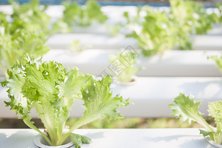 水声农场的弗里冰冰冰山植物白色营养橡木绿色冰山食物饮食花园蔬菜沙拉图片