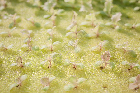 蔬菜沙拉水力种植场营养食物橡木绿色饮食水声冰山红色植物花园图片