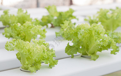 水声农场上的绿色珊瑚植物叶子园艺菜园莴苣水培法叶菜素食食物沙拉生长图片