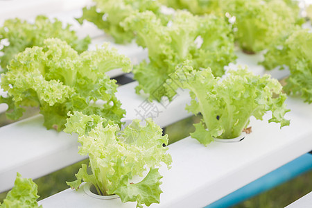 水声农场上的绿色珊瑚植物水培法生菜叶子沙拉健康饮食素食水果莴苣长叶园艺图片