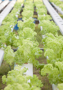 水声农场上的绿色珊瑚植物水培法生长莴苣蔬菜饮食菜园长叶食物素食叶菜图片