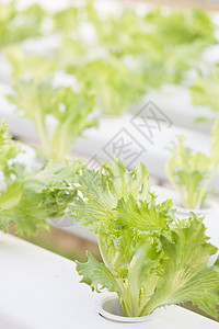 水声农场的弗里冰冰冰山植物纤维营养绿色饮食橡木食物冰山蔬菜白色沙拉图片