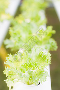 水声农场的弗里冰冰冰山植物沙拉蔬菜食物白色橡木饮食营养绿色纤维冰山图片