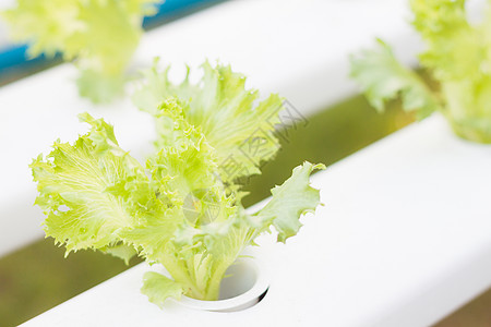 水声农场的弗里冰冰冰山植物橡木蔬菜白色饮食沙拉冰山花园纤维营养绿色图片