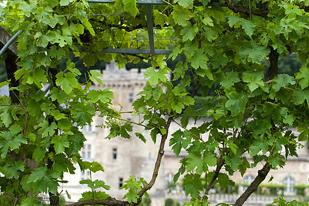 法国卢瓦尔谷花园和城堡场景恶棍公园旅行地标建筑学花园葡萄园凉棚树篱图片
