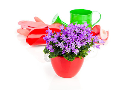 白色背景的蓝甘露花花宏观礼物花束装饰紫色花园绿色正位植物紫丁香图片