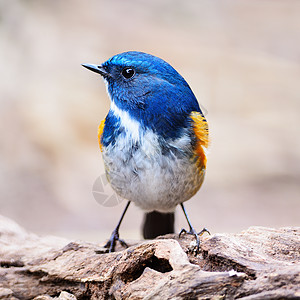 蓝尾鸲知更鸟户外的高清图片