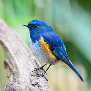 喜马拉雅男性蓝色荒野白色野生动物动物歌曲鸟类衬套橙子红鱼图片