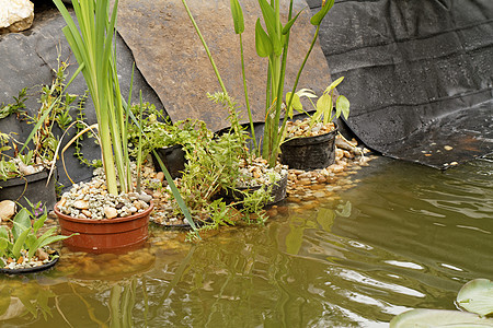 池塘植物  细节花园绿色季节植物群种植叶子园艺图片