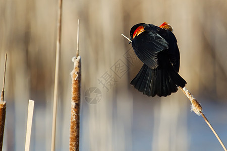 红翼黑鸟棕色红色翅膀白色呼唤黑鸟芦苇湿地红翅黑色图片