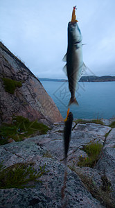 在斯堪的纳维亚海中钓鱼闲暇娱乐情调卷轴动物学生物学海岸海鲜异国鳕鱼图片