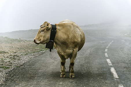 奶牛在路上停留动物小路农场薄雾图片