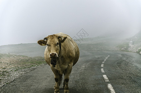 奶牛在路上薄雾停留农场小路动物图片
