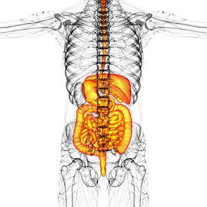 3d为人类消化系统提供医学说明癌症腹痛胆囊胰腺腹部解剖学膀胱背景图片
