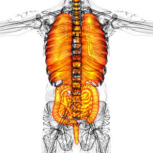 3d为人类消化系统提供医学说明 以及器官胸部冒号腹部呼吸肌肉支气管鼻窦气管躯干图片