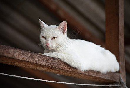 白猫肖像猫科鼻子兽医长发小猫毛皮宠物眼睛猫咪哺乳动物图片