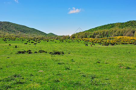马马放牧丘陵风景环境空地反刍动物农村爬坡草地农场国家图片