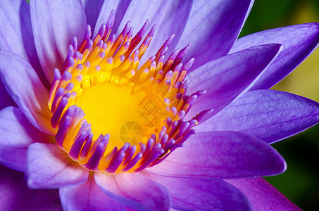 多彩的紫莲花图片