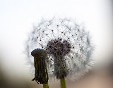 两朵dandelion花 没有种子 有球盖图片