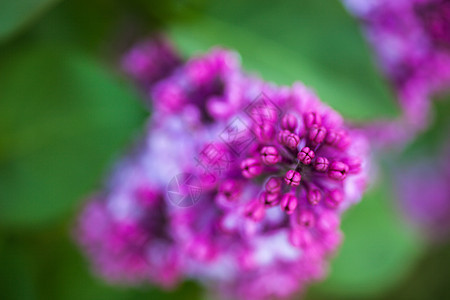 百合花花季节植物群树叶生长投标蓝色灌木小枝花期枝条图片