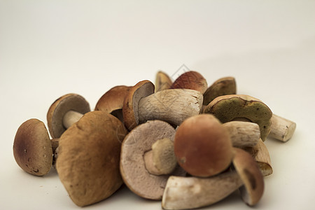 白蘑菇绿色苔藓菌类环境森林生长帽子季节棕色图片