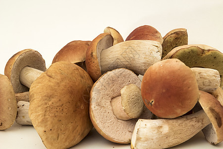 白蘑菇生长苔藓棕色环境绿色菌类季节森林帽子图片