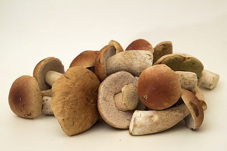 白蘑菇环境菌类森林棕色季节帽子绿色生长苔藓图片
