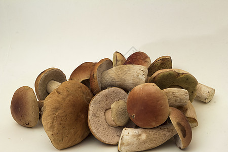 白蘑菇菌类生长绿色环境棕色苔藓帽子季节森林图片