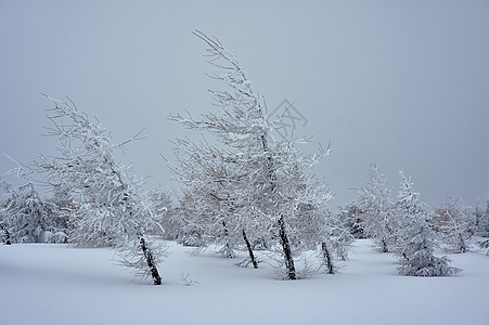 白雪覆盖的树木植物森林天空图片