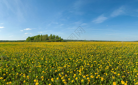 全全光风景天空季节花朵黄色场景土地阳光乡村农业图片