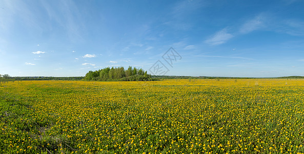 飞扬的蒲公英全全光蓝色黄色草地阳光花朵场景风景天空地平线牧场背景