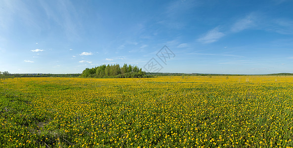 全全光蓝色黄色草地阳光花朵场景风景天空地平线牧场图片