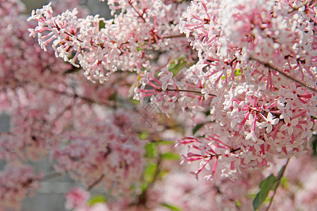 丁香花衬套花瓣植物群花园叶子粉色图片