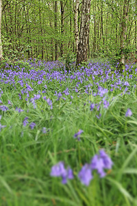 春林中的蓝铃花风铃蓝色风景阔叶乡村地毯农村树木荒野林地图片