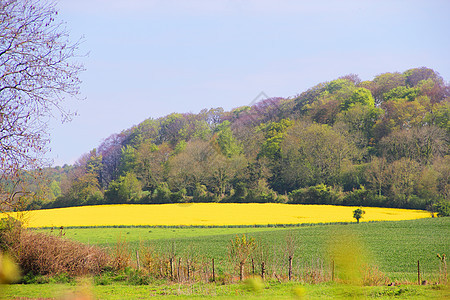 景观外场爬坡全景风景天空草地花朵农场地平线阳光农村图片