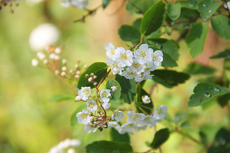 白花叶子植物群花瓣宏观衬套绿色图片