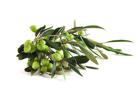 树枝上的橄榄水果蔬菜白色营养食物绿色浆果叶子植物草本植物图片