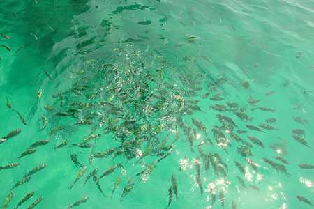 水中的热带鱼类条纹蓝色荒野海洋野生动物异国旅行呼吸管情调殖民地图片