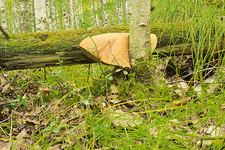 蘑菇煎饼树叶荒野木头森林白色分支机构树木季节性帽子美味图片